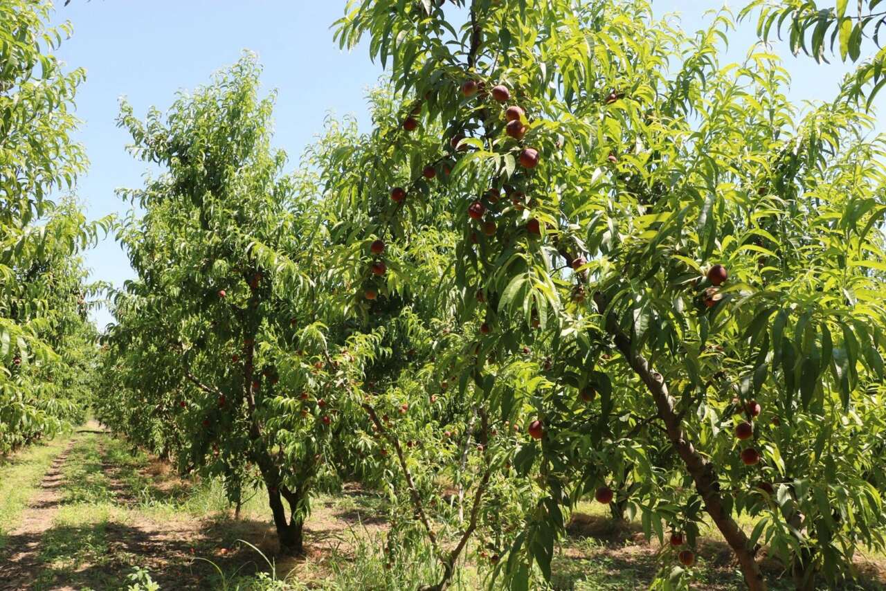 Üreticisi bu yıl bayram yapıyor! Bir ağaçta 70 kilo şeftali var 7